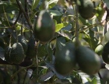 Advierten que el precio del aguacate continuará siendo alto los próximos meses. EL INFORMADOR/ARCHIVO