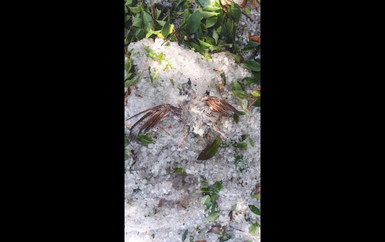 Un ave quedó entre el granizo en Jardines del Rosario ESPECIAL/Laura Becerra