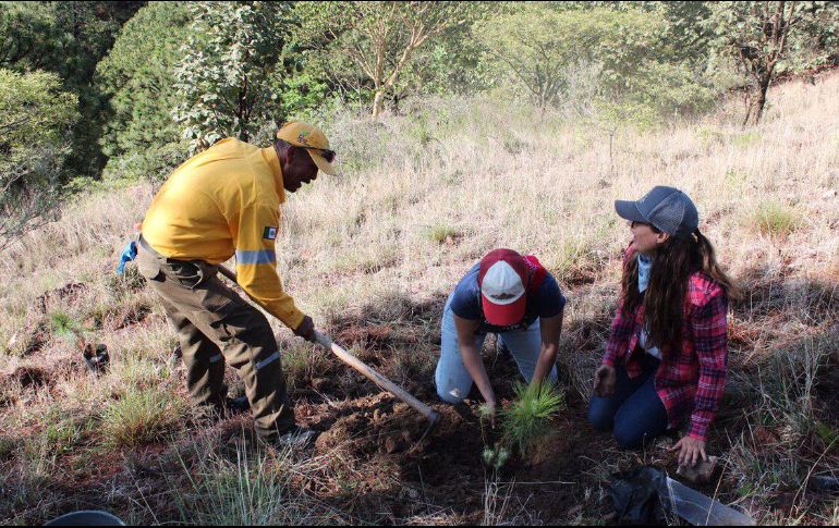 Se pretende realizar la plantación de 13 mil 250 árboles en una superficie que cubra 30 hectáreas. ESPECIAL