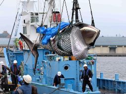 El gobierno japonés había suspendido la caza hace más de tres décadas luego de integrarse a la Comisión Ballenera Internacional. EFE / J. Press