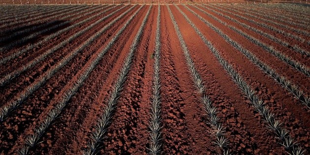 Aumenta 23% el precio de tequila por falta de agave y alta demanda