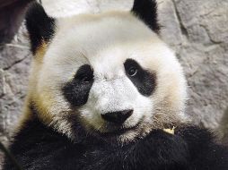 De acuerdo con el Zoológico de Moscú, la transmisión ayuda a familiarizarse con los hábitos inusuales de los pandas en su recinto.  TWITTER / @moscowzoo