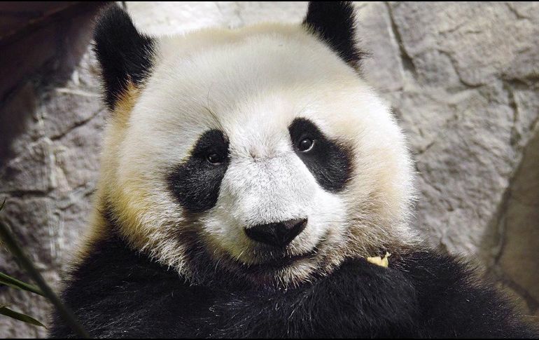 De acuerdo con el Zoológico de Moscú, la transmisión ayuda a familiarizarse con los hábitos inusuales de los pandas en su recinto.  TWITTER / @moscowzoo