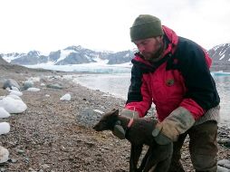 Al ejemplar hembra de zorro ártico se le puso un localizador en julio de 2017. Se trata de la primera vez que se constata el desplazamiento de un zorro entre varios continentes y ecosistemas del Ártico. ESPECIAL / E. Stroemseng / Norwegian Polar Institute