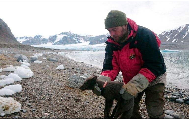 Al ejemplar hembra de zorro ártico se le puso un localizador en julio de 2017. Se trata de la primera vez que se constata el desplazamiento de un zorro entre varios continentes y ecosistemas del Ártico. ESPECIAL / E. Stroemseng / Norwegian Polar Institute