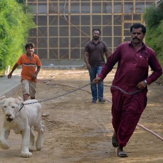 El león, la mascota preferida de los ricos en Pakistán