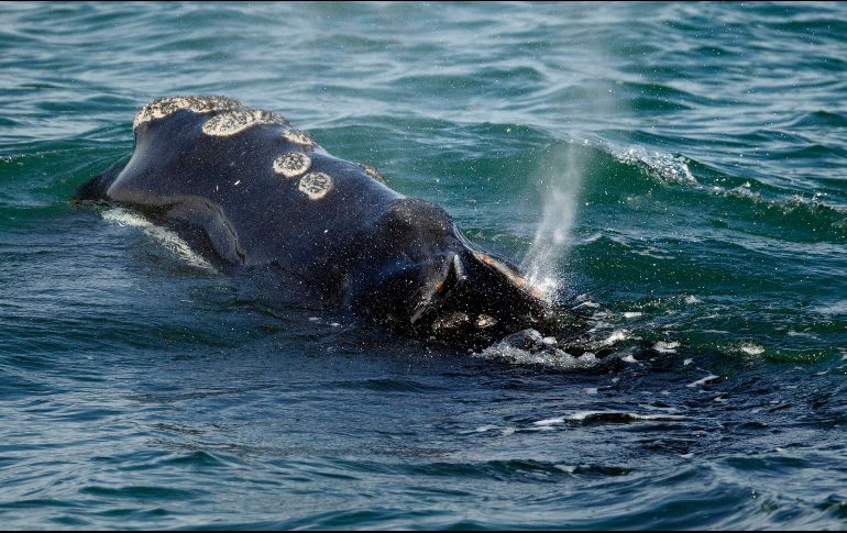 La ballena franca que habita en el Atlántico norte está en peligro de extinción. AP /M. Dwyer
