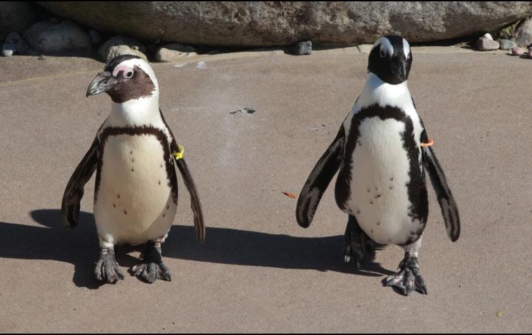 Rio y Eduardo no son los únicos habitantes gays de la isla en la actualidad: otra pareja, formada también por dos varones, Ruppert y Winston, completa la comunidad homosexual entre los pingüinos. AP / ARCHIVO