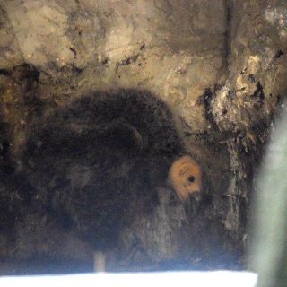 Nace cóndor de California en Zoológico de Chapultepec