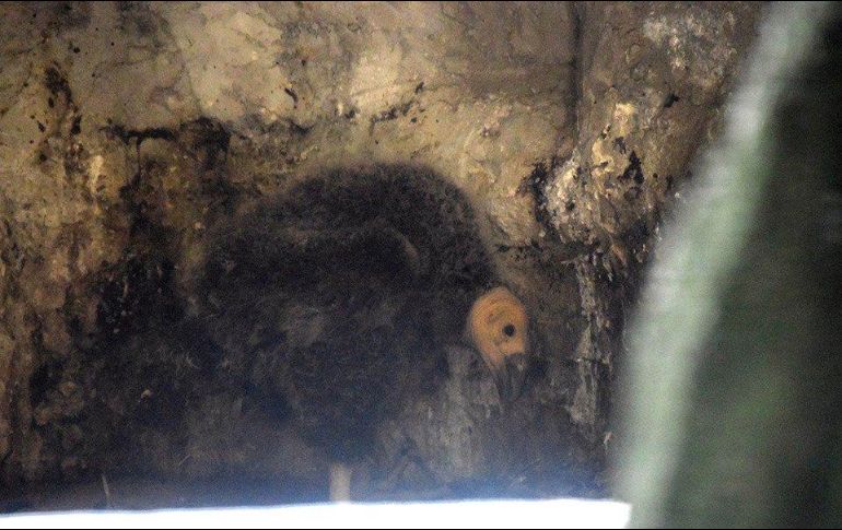 El cóndor de California nació el pasado 14 de mayo. TWITTER / @SEDEMA_CDMX