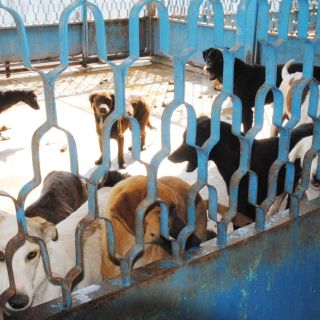 Este año, 52 perros sacrificados por ataques