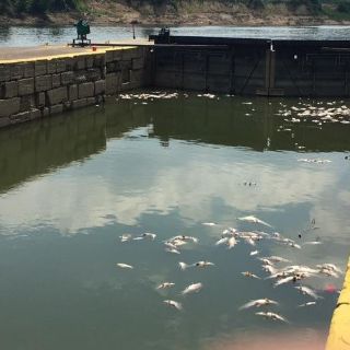 Derrame de whisky provoca muerte de peces en Kentucky