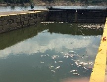 Los peces muertos se observan en el río Ohio. FACEBOOK/KentuckyEEC