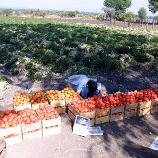 Productores advierten daños de 350 MDD por arancel al tomate