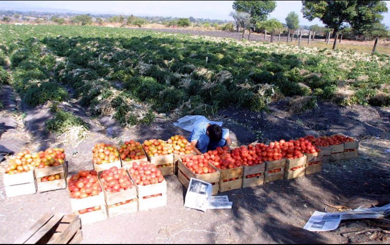 Denuncian que se presenta un esquema de sobreoferta del tomate, lo que ha ocasionado el desplome del precio de comercialización. EL INFORMADOR/ARCHIVO