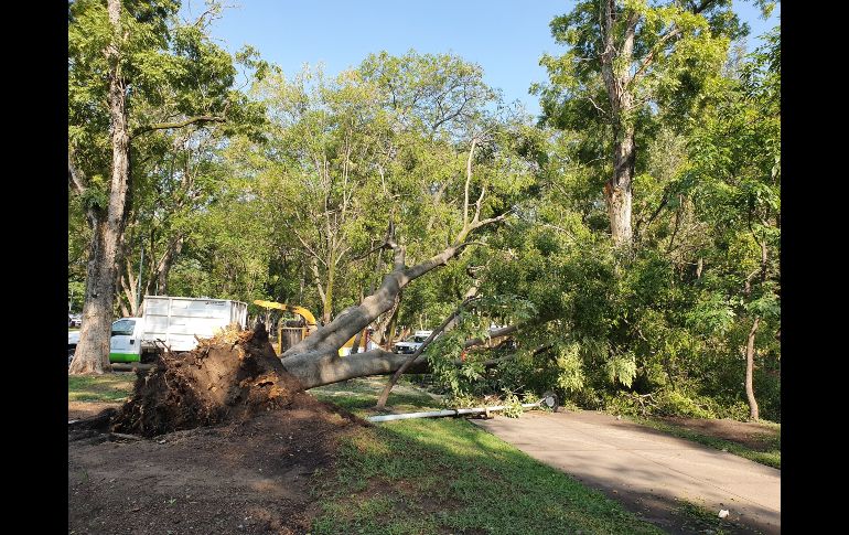 Al menos seis árboles fueron derribados por las ráfagas de viento y el flujo de agua tras la tormenta del lunes. EL INFORMADOR / S. Rodríguez