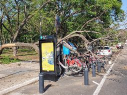 Un árbol cayó sobre una estación del sistema MiBici, unas cuatro bicicletas lucían con aparentes daños. EL INFORMADOR / S. Rodríguez
