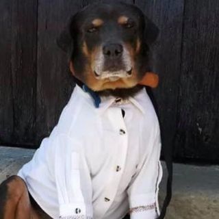 Visten con guayabera a "Mazapán", el perro estrella de la Guelaguetza