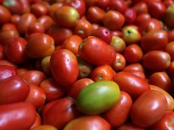 Uno de cada dos tomates en la nación vecina son mexicanos, en tanto que el valor de las exportaciones ronda los dos mil millones de dólares (MDD).