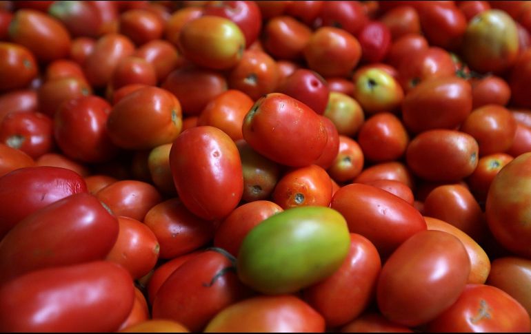 Uno de cada dos tomates en la nación vecina son mexicanos, en tanto que el valor de las exportaciones ronda los dos mil millones de dólares (MDD).