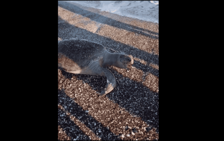 En el video, se narra como la tortuga hinchada y aún  con vida fue sacada del  mar y colocada en la arena cuando estaba moribunda. TWITTER / @ProyectoPuente