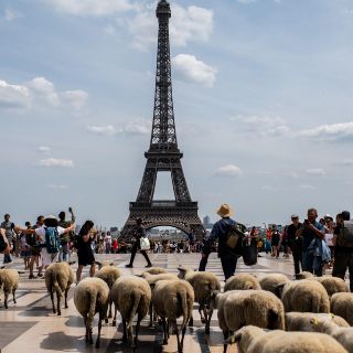Fotogalería: un rebaño de ovejas toma París