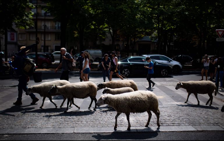 Guiado por dos pastores, el rebaño estuvo vigilado por policías motorizados y voluntarios a pie que les ayudaron a cruzar las calles de la capital. AP/M. Bureau