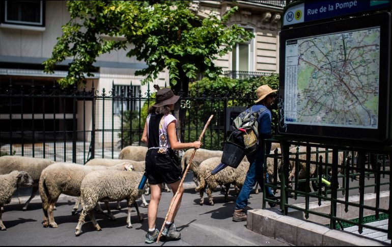 Guiado por dos pastores, el rebaño estuvo vigilado por policías motorizados y voluntarios a pie que les ayudaron a cruzar las calles de la capital. AP/M. Bureau