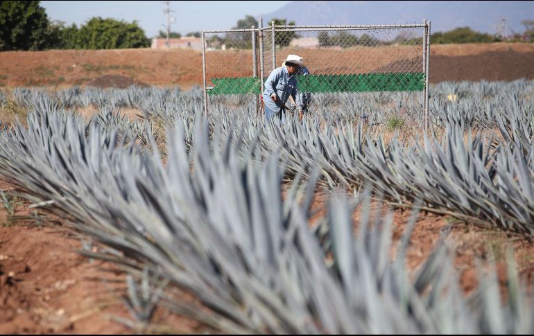 Para alcanzar tal cantidad de litros de tequila, la industria necesitó 676 mil toneladas de agave tequilana weber variedad azul. EL INFORMADOR / ARCHIVO