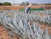 Para alcanzar tal cantidad de litros de tequila, la industria necesitó 676 mil toneladas de agave tequilana weber variedad azul. EL INFORMADOR / ARCHIVO