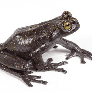 Descubren dos nuevos tipos de ranas en el sur de Ecuador