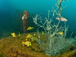 Señalan que el descubrimiento incluye el llamado coralino Corazones, de cerca de cinco kilómetros de longitud por 700 metros de ancho. NTX/ARCHIVO
