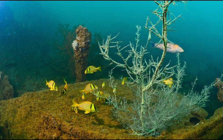 Señalan que el descubrimiento incluye el llamado coralino Corazones, de cerca de cinco kilómetros de longitud por 700 metros de ancho. NTX/ARCHIVO