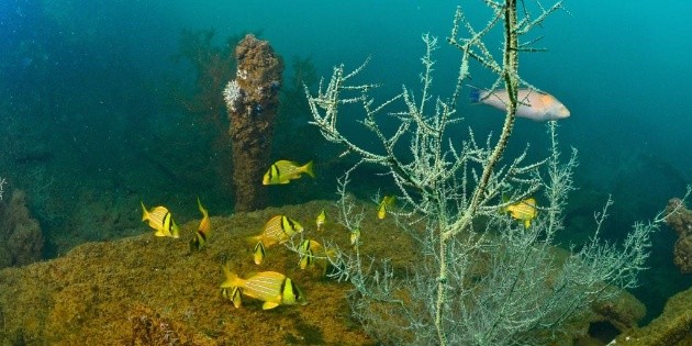 Hallan cinco arrecifes de coral en el Golfo de M&eacute;xico