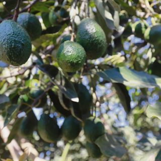 Talan 18 mil hectáreas para plantar aguacate