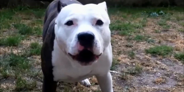 Mitos de los pitbull