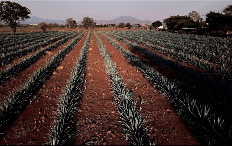 Las exportaciones de tequila aumentaron de manera importante de 90 millones de litros en 2003 a 209 millones de litros en 2018. AFP/ARCHIVO