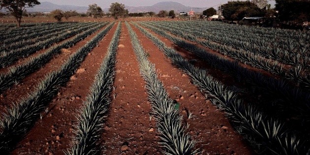 Tequila y mezcal, segundo mercado de alcohol m&aacute;s importante en M&eacute;xico