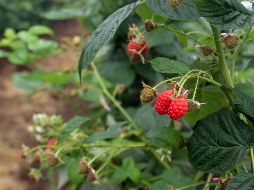 A nivel nacional, las berries representan el tercer producto agrícola más exportado detrás de la cerveza y el aguacate. EL INFORMADOR/ARCHIVO