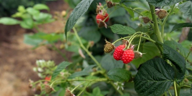Jalisco exporta 60% de las berries nacionales