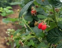 A nivel nacional, las berries representan el tercer producto agrícola más exportado detrás de la cerveza y el aguacate. EL INFORMADOR/ARCHIVO