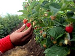 El cultivo de arándanos, fresas, frambuesas y zarzamoras da empleo a 350 mil personas. EL INFORMADOR/Archivo