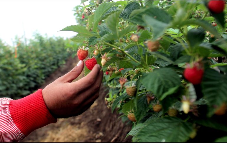 El cultivo de arándanos, fresas, frambuesas y zarzamoras da empleo a 350 mil personas. EL INFORMADOR/Archivo