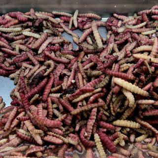 Los insectos serían una alternativa alimentaria para el futuro: UNAM