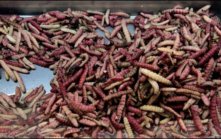 La Organización de las Naciones Unidas para la Alimentación y la Agricultura (FAO) señala que la entomofagia podría ser una alternativa saludable y menos agresiva con el medio ambiente. NTX / ARCHIVO