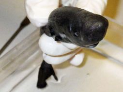 Se trata de una especie similar a Mollisquama mississippiensis, según el biólogo Mark Grace de la NOAA. EFE / M. Doosey