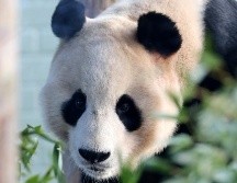 Yang Guang (foto) y su compañero Tian Tian fueron retirados de su recinto con paredes de cristal hace unas semanas. AP / ARCHIVO