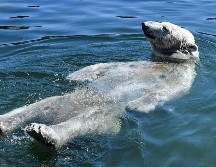 Un oso polar se refresca en las instalaciones del zoológico de Gelsenkirchen, Alemania. AP/M. Meissner