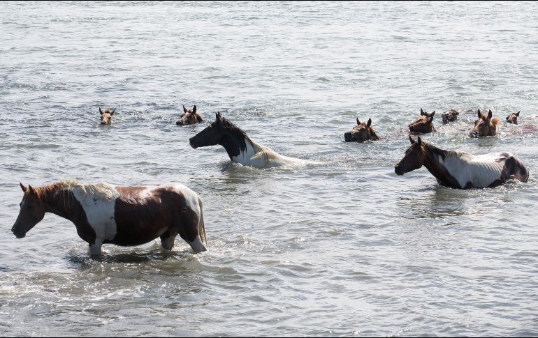 La gente siguió el evento desde la orilla; en ocasiones, sólo se pudieron ver las cabezas de los animales sobre el agua. AP/S. Holm