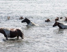 La gente siguió el evento desde la orilla; en ocasiones, sólo se pudieron ver las cabezas de los animales sobre el agua. AP/S. Holm